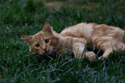 Portrait of ginger cat on field