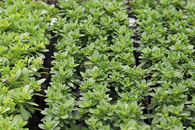 Rows of million bells plants growing in seedling trays.