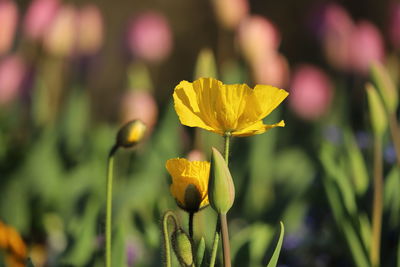 Close-up of yellow flowering plant and bud against defocused flowerbed