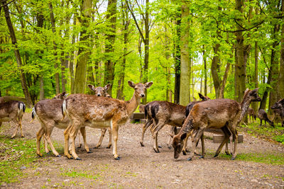 Deer standing in a forest