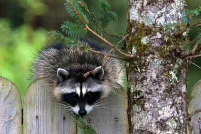 Portrait of cat on tree trunk