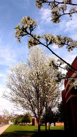 Low angle view of bare trees against sky