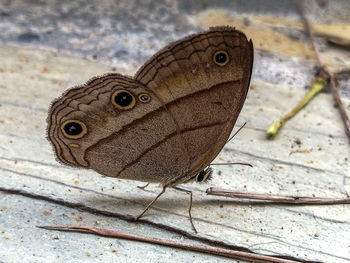 Close-up of butterfly