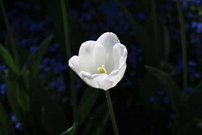 Close-up of white flowering plant in park