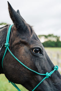 Close-up of a horse