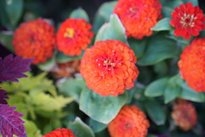 Close-up of red flowering plants