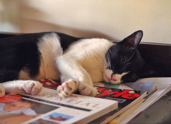 Close-up of cat sleeping on magazines