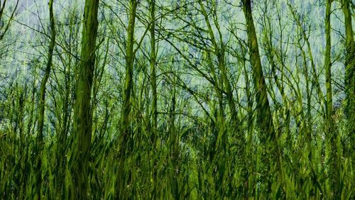 Low angle view of bamboo trees in forest