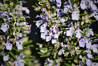 Close-up of purple flowering plant