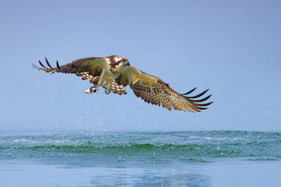 Bird flying over sea