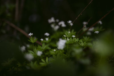 Close-up of white flowering plant