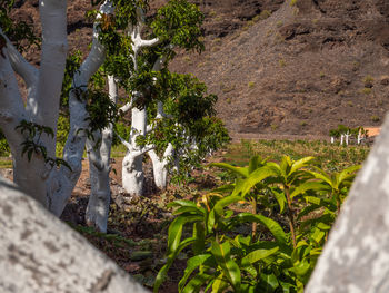 Plants growing on rocks