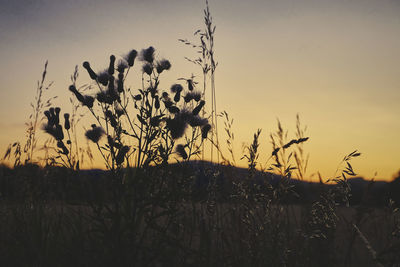 Close-up of silhouette plants on field against sky during sunset