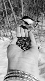 Midsection of person holding bird