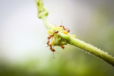 Close-up of ant on plant