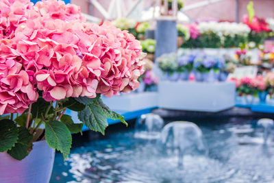 Close-up of pink flower pot