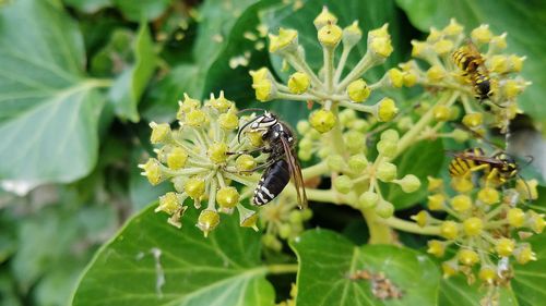 Close-up of bee pollinating on flower