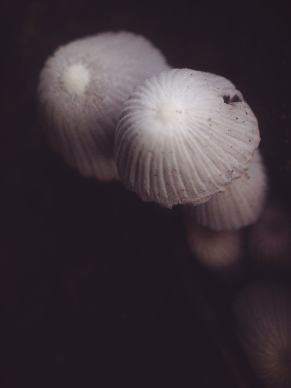 close-up, no people, animal wildlife, indoors, mushroom, fungus, animal, nature, pattern, studio shot, animal themes, beauty in nature, natural pattern, black background, vegetable, animals in the wild, selective focus, shell, invertebrate, sea life, marine, toadstool