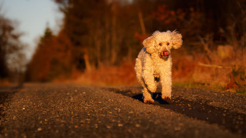 Dogs on road