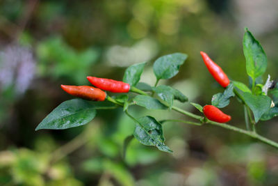 Close-up of red chili peppers on plant