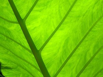 Full frame shot of green leaves