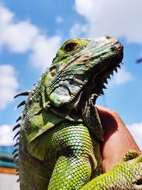 Close-up of lizard on a hand