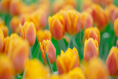 Close-up of yellow tulips