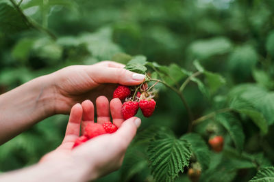 Hand picked freshly raspberries in garden