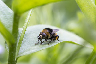 Close-up of insect on plant