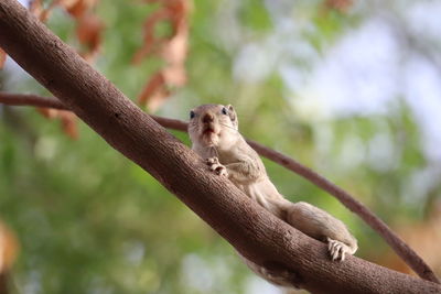 Close-up of lizard on tree