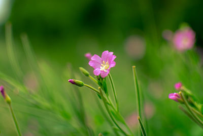 Close-up of pink flowering plants on field