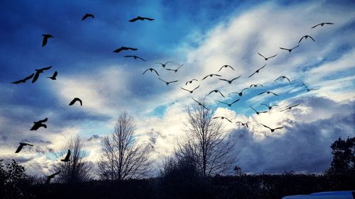 Low angle view of birds flying in sky