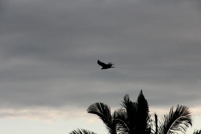 Low angle view of silhouette bird flying against sky