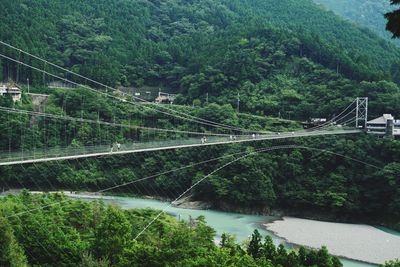 Cable-stayed bridge over river amidst trees in forest