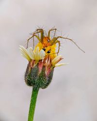 Close-up of insect on flower