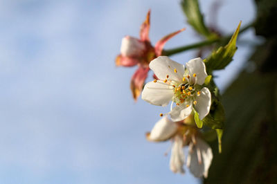 Close-up of flowers growing on tree against sky