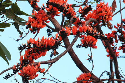 Low angle view of red flowering tree against sky