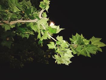 Plant growing at night