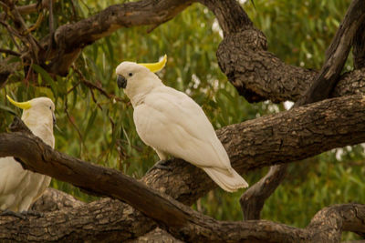 Bird perching on a tree