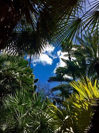 Low angle view of palm trees against sky