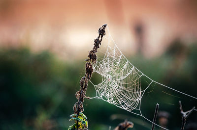 Close-up of spider web on dried plant