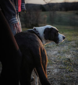 Low section of man standing with dog