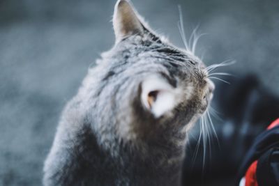 Close-up portrait of a cat