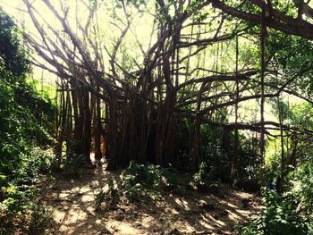 Trees in forest