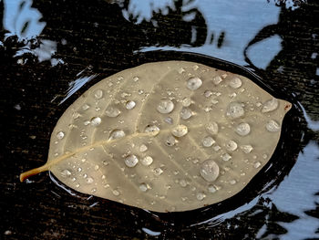 High angle view of raindrops on leaf