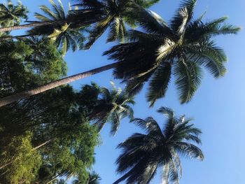 Low angle view of palm trees against sky