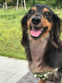 Portrait of dog sticking out tongue