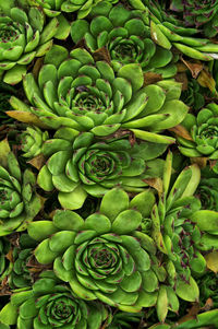 Full frame shot of succulent plant