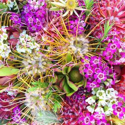 Close-up of pink flowers