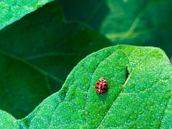 Close-up of ladybug on leaf